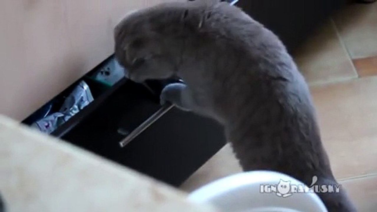 Ce chat est pris en flag en train de voler, sa réaction est énorme!