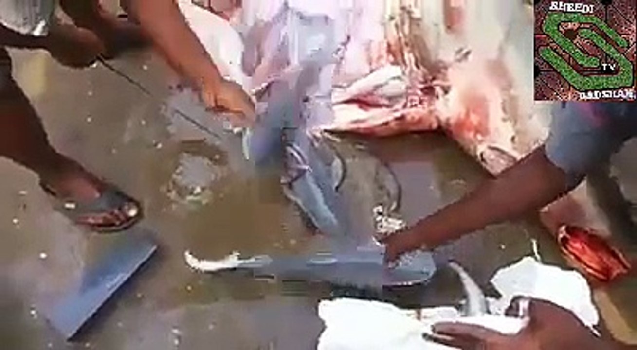 واٶ۔۔۔۔۔۔۔ مچھلی کے پیٹ میں اتنی بڑی مچھلیاں۔