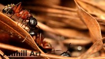 Red Carpenter Ants Fighting