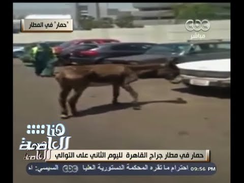 #هنا_العاصمة | حمار فى جراج مطار القاهرة لليوم الثانى على التوالى