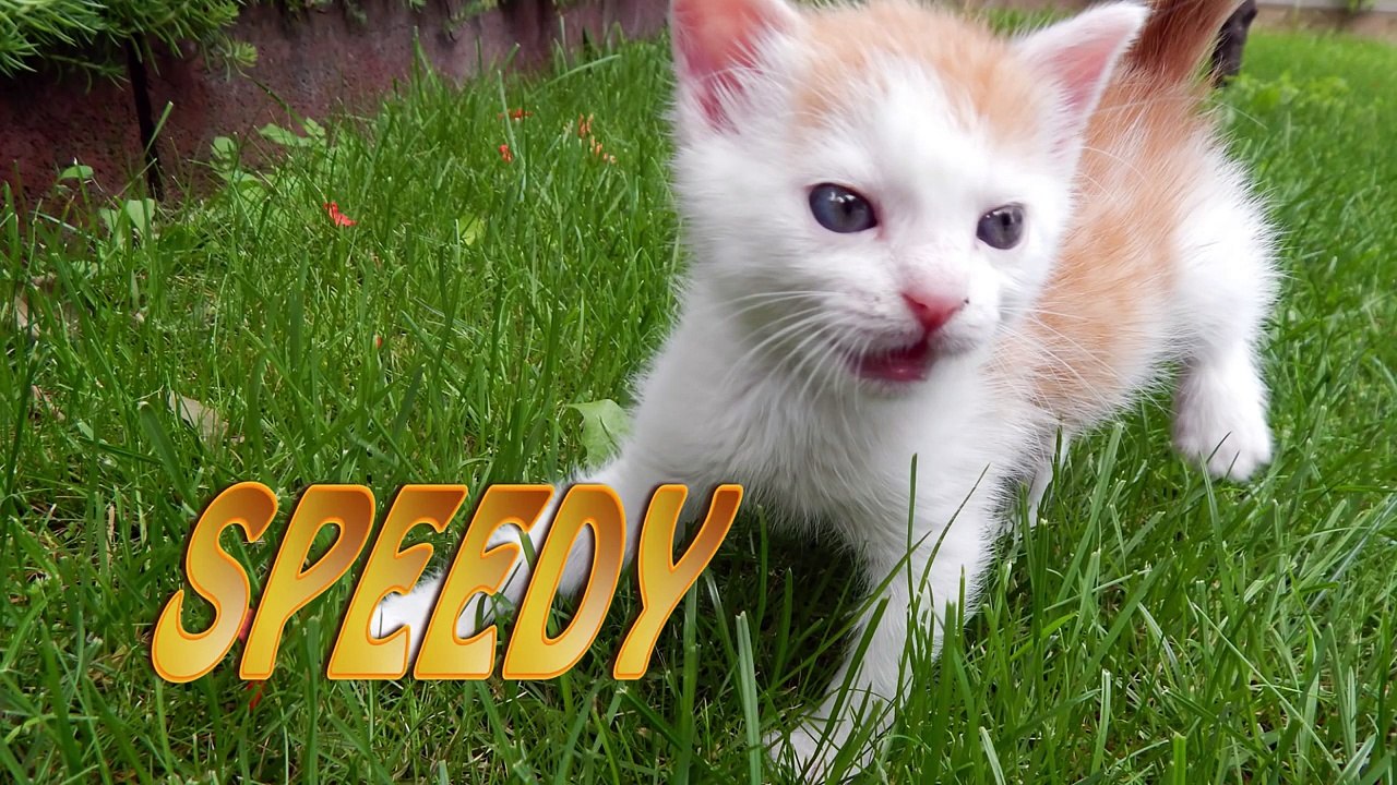 Top funny cat and dog video Speedy and Boogie meet each other part 1