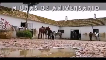 Miuras de Aniversario, 75 Años en Sevilla bullfighting festival Crazy bull attack people #318