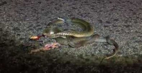 Two Snakes in Amorous Embrace... Except One Is Dead