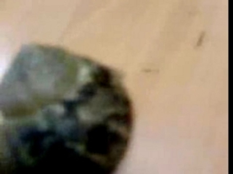Philo escargo