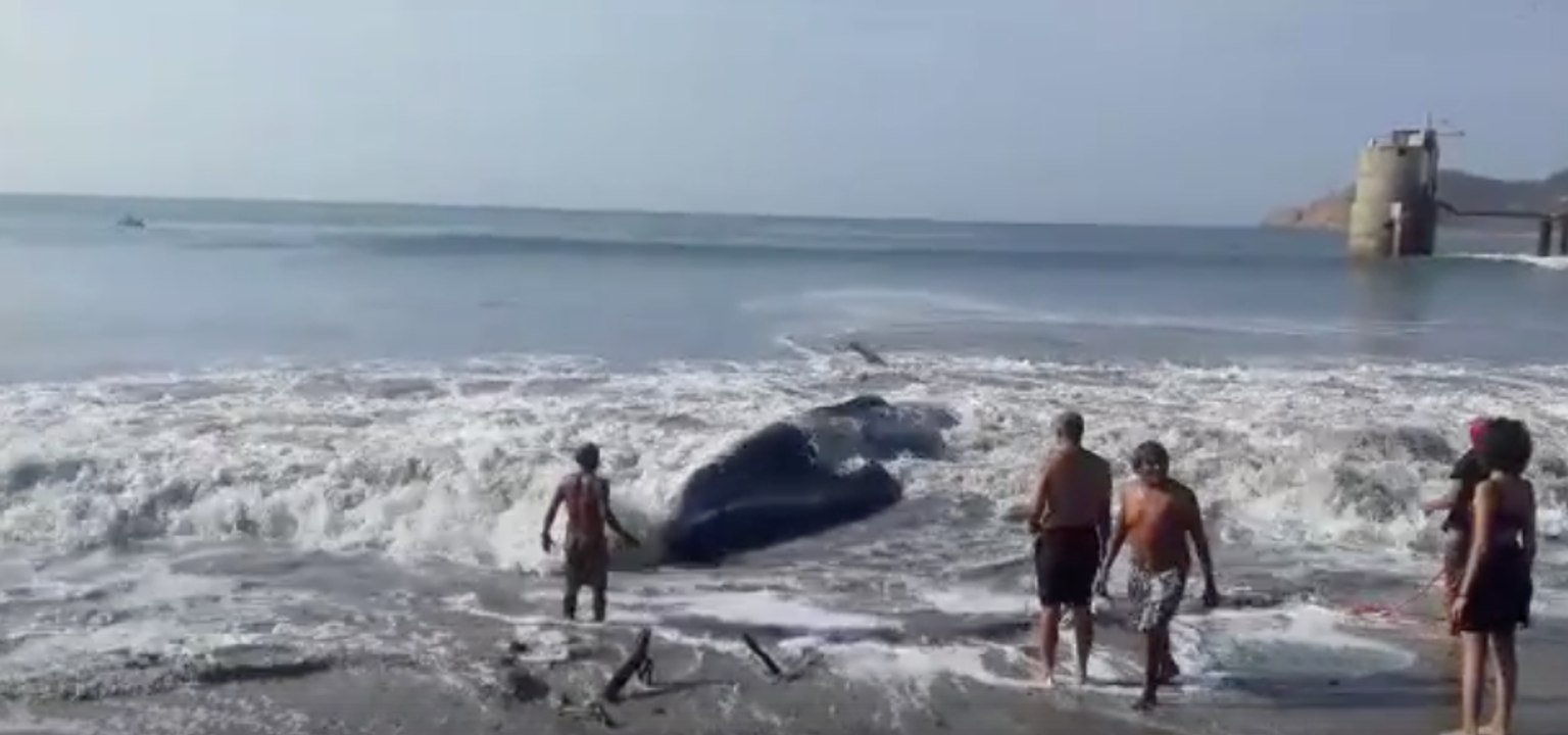 Volunteers Rescue a Whale that Beached Itself on the Shores of  Ensenada de la Ventosa