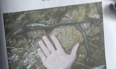 Ambil Cacing di Hutan, Warga Terancam 10 Tahun Penjara