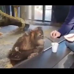 Hilarant : ce singe éclate de rire