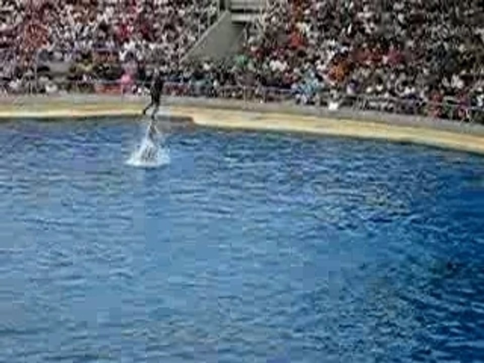 2 dauphins du marineland