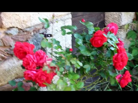 Centre de retraite pour chevaux et poneys.