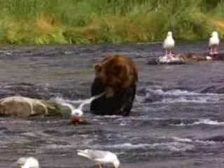 ours qui peche du poisson