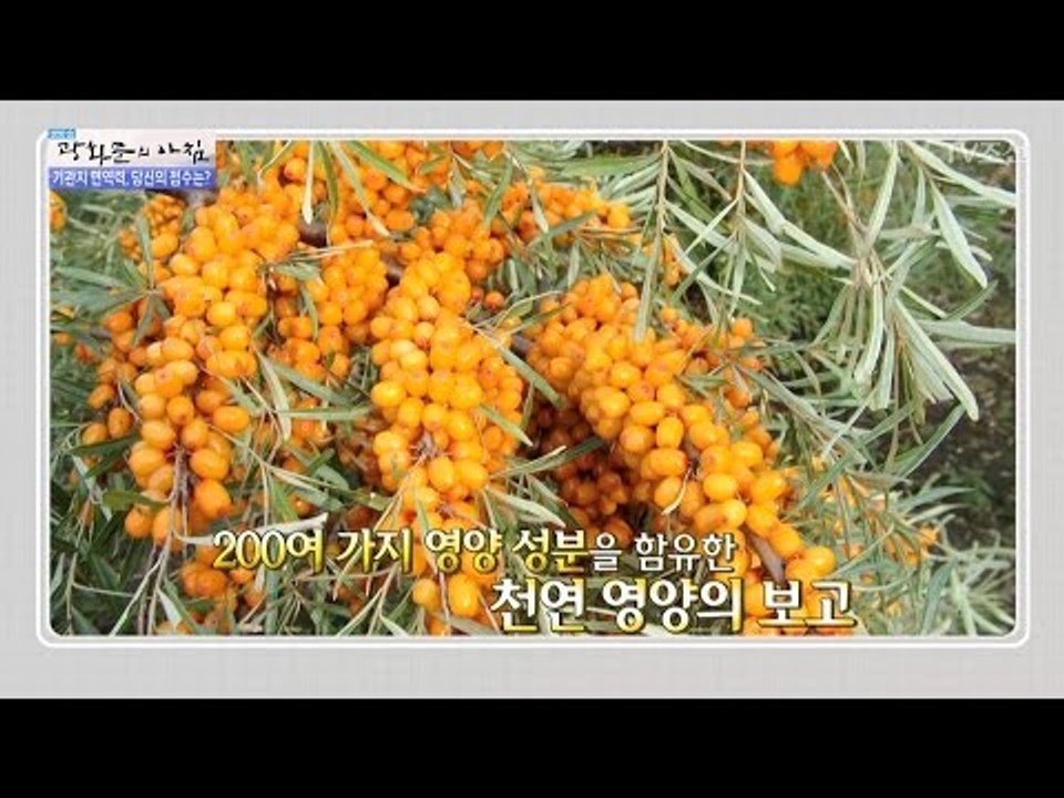 기관지 면역력 상승! 비타민나무의 효능! [광화문의 아침] 479회 20170512