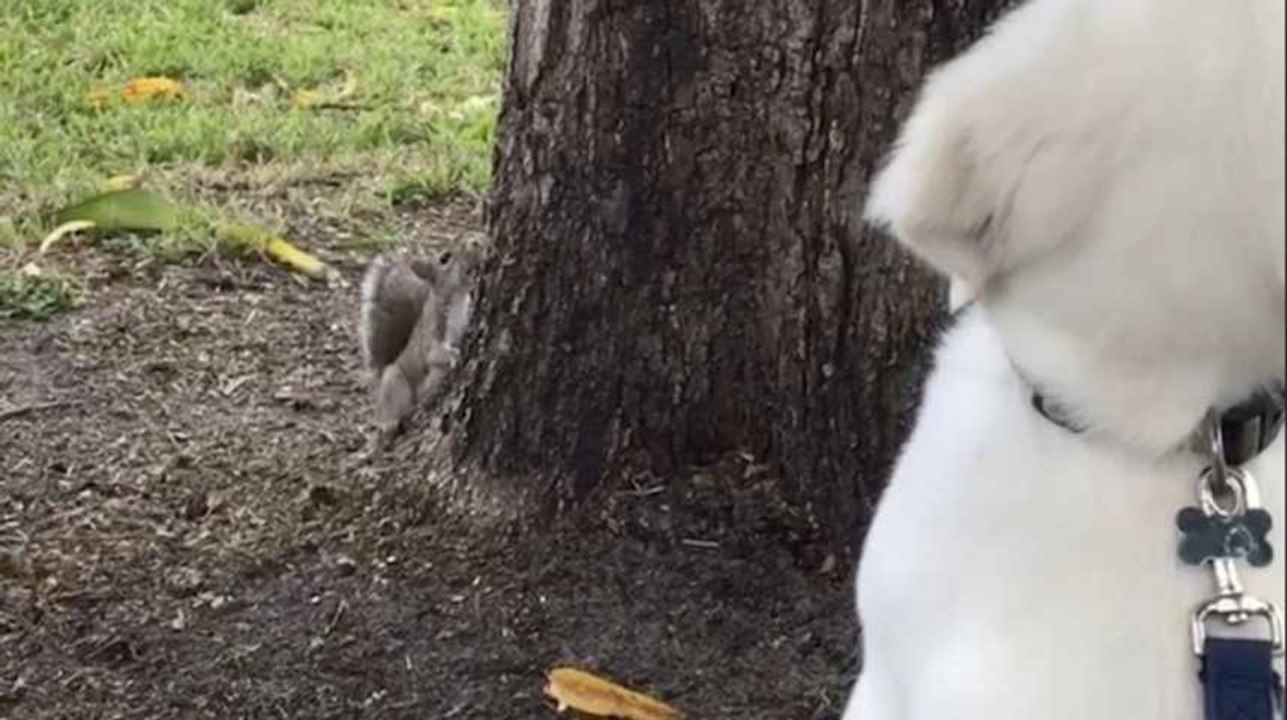 En matière de chasse à l'écureuil, ce chien a encore beaucoup à apprendre