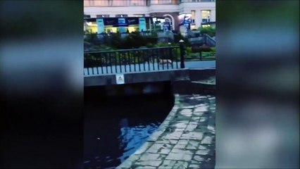 Ce chien idiot se jette à l'eau pour chopper un canard... FAIL