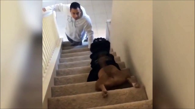 Ce chien est trop fainéant, regardez comment il descend les escaliers