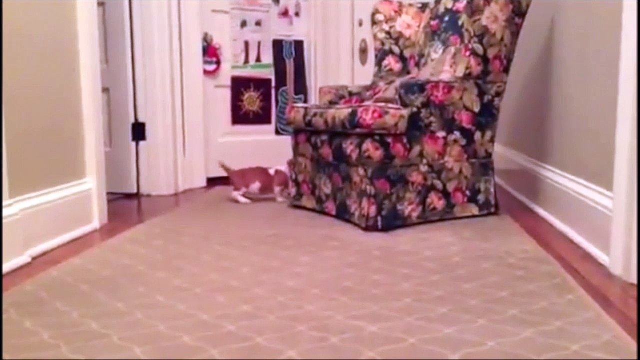 Ce chiot et ce lapin adorent jouer ensemble et c'est adorable