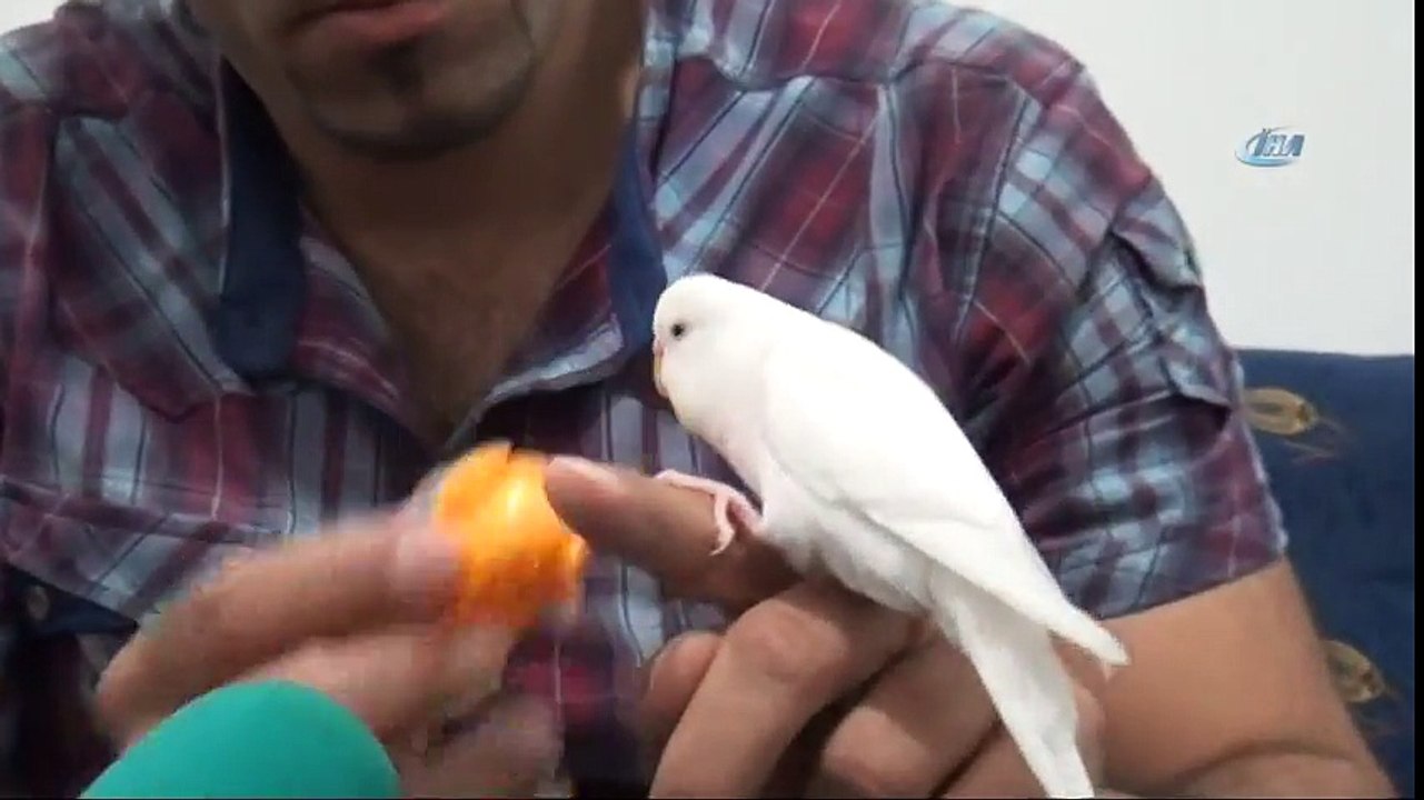 Bu Kuş Muhabbet Etmiyor, Dua Ediyor