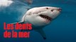 15 requins blancs nagent près des côtes californiennes