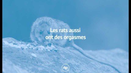 Les rats aussi ont des orgasmes