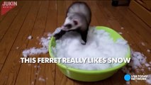 Ferret flips out at the sight of snow-