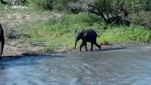 Baby elephant takes a tumble by waterhole