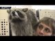 Raccoon city: Owners show off their domesticated animals in St. Petersburg