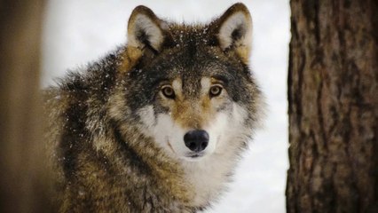 El Principado de Asturias pretende matar ya al menos a 45 lobos más