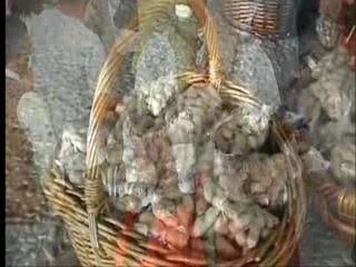 Día de San Roque 2007