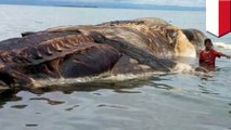 Bangkai ikan paus ditemukan di perairan Maluku - TomoNews