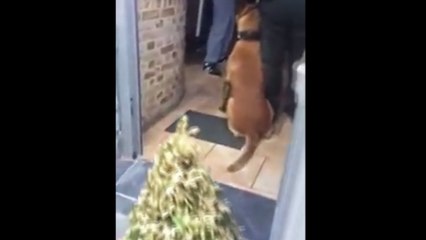 Arrestation musclée dans un bar