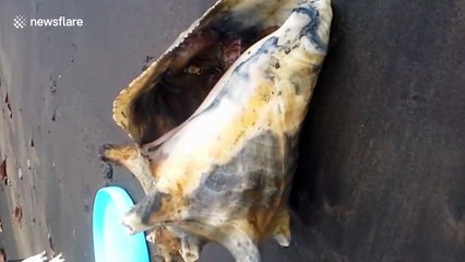 Sneaky octopus emerges from shell