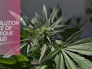 En Afrique du Sud, on construit des maisons en cannabis