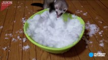 Ferret flips out at the sight of snow--JXFQBaiRP8
