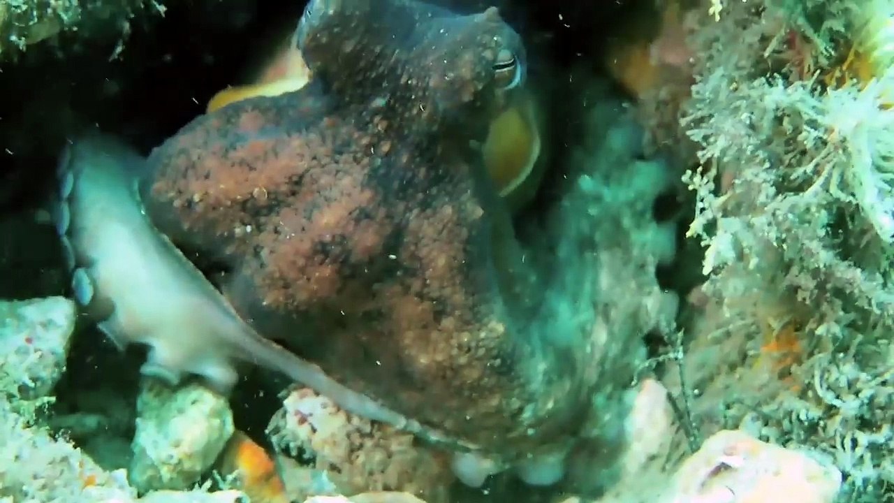 Tauchen in Key Largo und Palm Beach