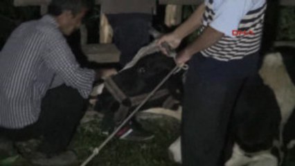 Kahramanmaraş - Uçuruma Yuvarlanan Hamile Ineğin Doğurmasını Bekliyorlar