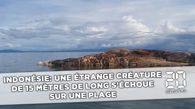 Indonésie: une étrange créature de 15 mètres de long s'échoue sur une plage