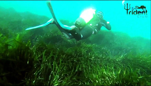 club-de-plongee-sous-marine-trident-club-mostaganem