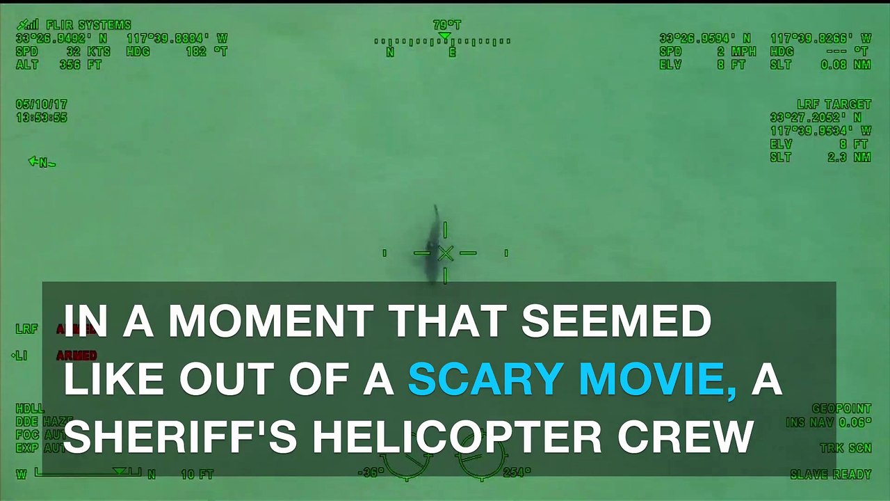 SCARY! 15 Great White sharks filmed circling paddle-boarders in California