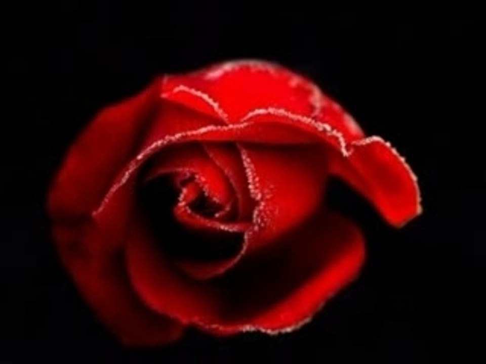 Roses de picardie