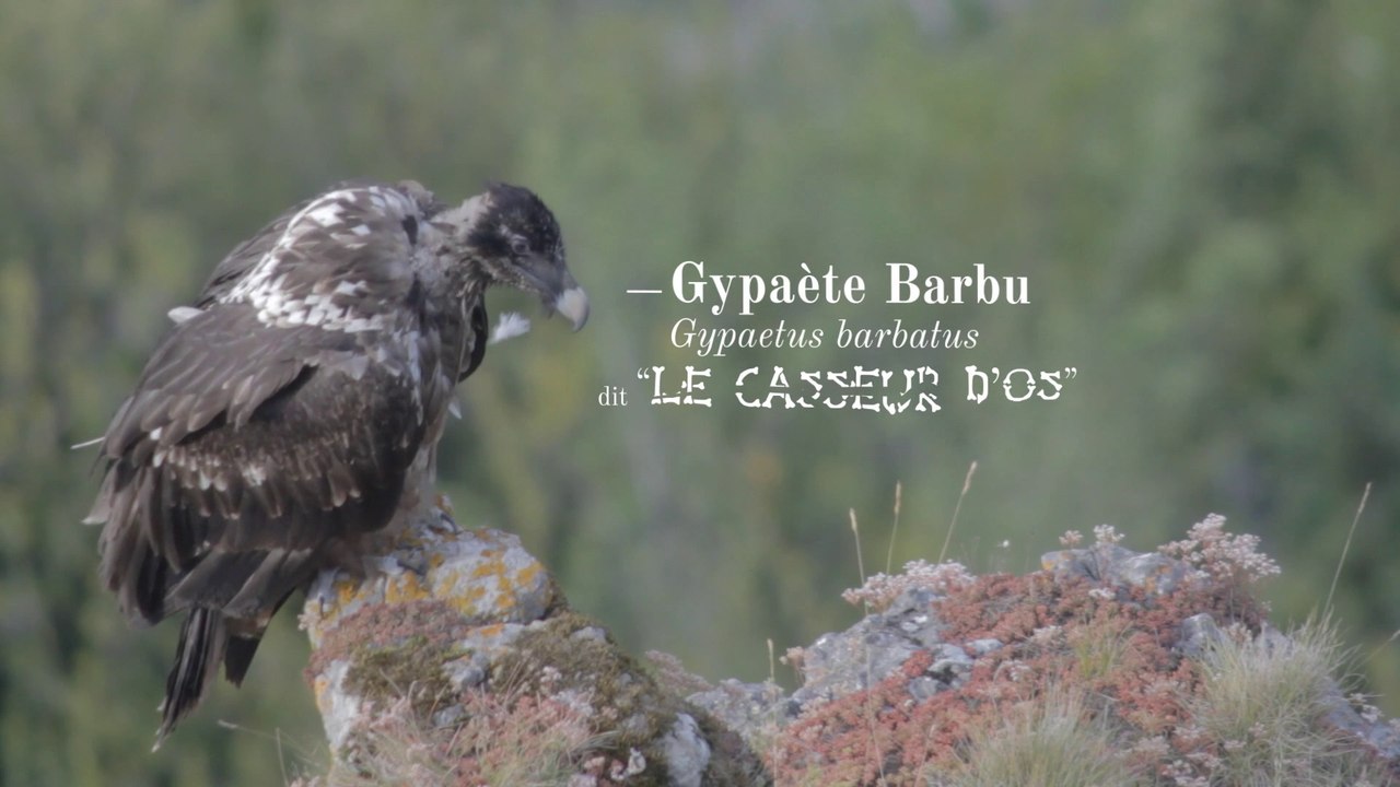 Gypaète Barbu