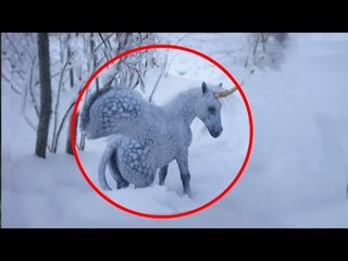5 Pegasus Caught on Camera & Spotted In Real Life!
