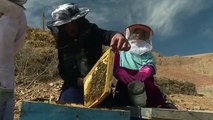 Queen bees_ how honey co-ops help Afghan women takse control