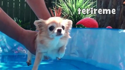 ΟΛΑ ΤΑ ΖΩΑ ΕΝΑ ΧΩΡΙΟ