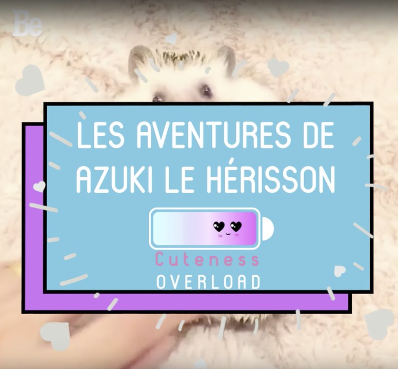 Cuteness Overload : Azuki le hérisson ; )