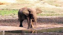 Elephants for Kids - Elephants Playing