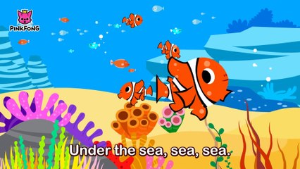 Clown Fish, Bluetang _ Tropical Fish _ Animal Songs _ Songs for Children