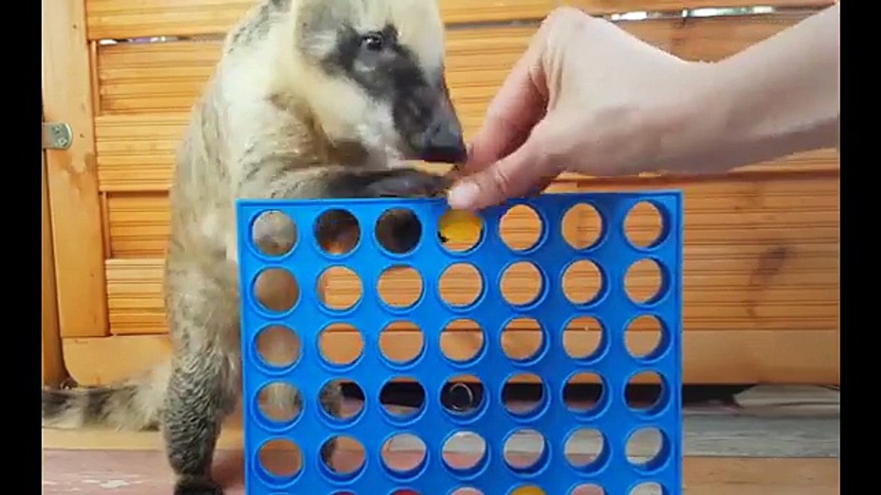Pet learns to play