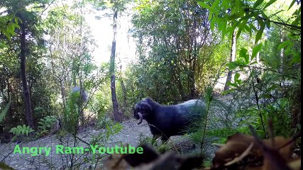 What are these animals doing