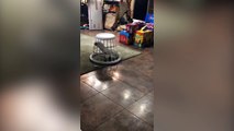 Ce perroquet adore sa nouvelle cage !