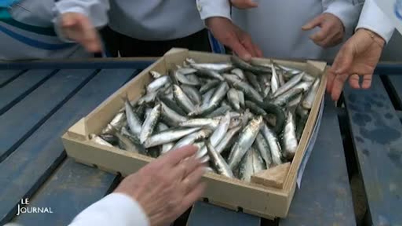 Vendée : L'arrivée des premières sardines de printemps