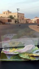 ذئب شارد في سليمانية سكاكا